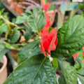 Set of 2 Red Shrimp Live Plants, Shrimp Flower, Justica Brandegeana Plant, 4-7 Inches Tall for Indoor or Outdoor Planting