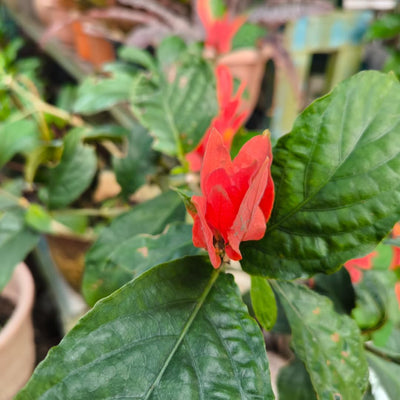 Set of 2 Red Shrimp Live Plants, Shrimp Flower, Justica Brandegeana Plant, 4-7 Inches Tall for Indoor or Outdoor Planting