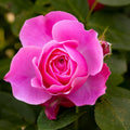 Rose Plant Live in Pot for Planting, Fragrant Roses Flowers, Summer Blooming Ornamental Garden Shrub (Pink Rose)