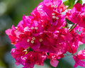 Pink Bougainvillea Plant Live, 4 to 6 Inch Tall, Summer Spring Blooms, Well Rooted