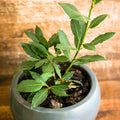 Set of 2 Bay Leaf Plants Live, Bay Laurel Culinary Herb Plants, 5–8 Inches Tall, Fragrant Herb for Indoor or Outdoor Growing
