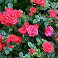 Mini Rose Bush Live Plant in 3.5'' Pot, Miniature Rose Plant Live, 3-5'' Tall, Mini Rose Plant, Live Flower Plant for Office and Home Decoration (Red)