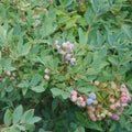 Blue Highbush Blueberry Live Plant, 4 Inches Pot, Sweet Blueberry Fruit Bush Live Plant for Planting in Garden, Spring Plant