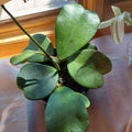 Green Hoya Kerrii Heart Plant Live, Hoya Plant, Hoya Kerrii Plant Live 2 Inches Pot for Planting