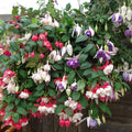 2 Mix Fuchsia Plants Live, Hardy Fuchsia Flower for Hanging Baskets and Containers, Plugs 3-5" Tall