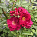 Bright Pink Rose Bushes Ready to Plant, Climbing Roses Live Plants Fragrant, 6-8 Inc Tall in Pot, Year-Round Blooming, Can Grow as Bush or Climber
