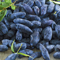 Haskap Berry Plant Edible Honeysuckle Blue Haskap Fruit Tree, 4-6 Inch Honeyberry Plant for Gardening