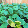 4 Cucumber Plants Live, Marketmore 76 Cucumber Live Plant for Growing, 4 Inc Pot, Live Vegetable Plants for Gardening Outdoors Indoors, 6 Inc to 8 Inc Tall