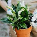 Live Peace Lily Plant, Live Indoor Flowering Houseplant, White Flower, 5-9 Inches in Height, 4 Inch Pot for Planting