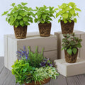 3 Assorted Herbs Plants, Cuban Oregano, Holy Basil, Rosemary, Mint Plant, Other Herbs Live Plant for Gardening, 3 to 5 Inc Tall, No Pot