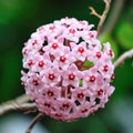 Hoya Plant Live Houseplants, Hoya Live Plant, in 4" Pot, Queen, Low-Maintenance Indoor Hanging Plant