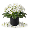 White African Violet Plant Live, White Violet Flower, 3-5 Inches Tall