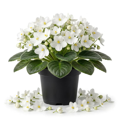 White African Violet Plant Live, White Violet Flower, 3-5 Inches Tall