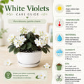White African Violet Plant Live, 4 Inch Pot, Indoor Flowering Plant