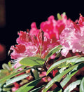 Pink Azalea Plant Live, 7 Months Old Rhododendron Like, Azalea Rhododendron Tree Flowers Plants Live Bush in Pot, Can Change to Various Color