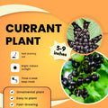 Consort Currant Bush Live Plant, Black Currant Plant Live to Grow 5-9 Inch Height, Sweet Currant Berry Fruit