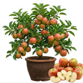 Honey Crisp Apple Tree Live Plant, Fruit Bearing Tree, 2-3 Ft Tall