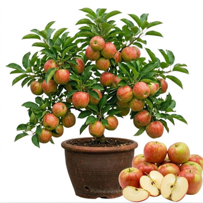 Honey Crisp Apple Tree Live Plant, Fruit Bearing Tree, 2-3 Ft Tall