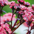 Pink Sedum Plant Live, Live Sedum Plant Pot, 3 Inches Pot, Sucullent Plant Live