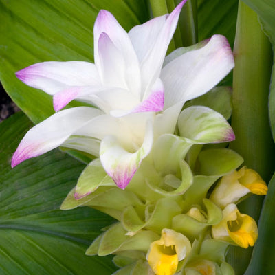 Turmeric Plant, Live Yellow Turmeric Plants, 4-6" Tall, 4 Inches Pot, Indoor Outdoor Garden Planting