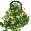 2 Variegated Wandering Jew Plants Live Houseplants, Rooted Cuttings Tradescantia Live Plant for Décor, Fast-Growing and Easy to Grow, Starter Size