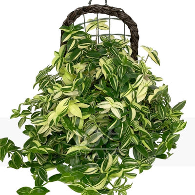 2 Variegated Wandering Jew Plants Live Houseplants, Rooted Cuttings Tradescantia Live Plant for Décor, Fast-Growing and Easy to Grow, Starter Size