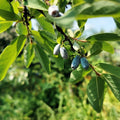 Blue Haskap Berry Plants, Honeyberry Fruit Plant Live, Honeysuckle Plant, 4-6 Inches for Planting Outdoor Garden