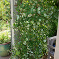 Fragrant Ghost Climbing Honeysuckle Plant Live Vine, Lonicera Perennial Honeysuckle Plants Bushes Shrubs in 2.5 Inch Pot, 5-10" Tall