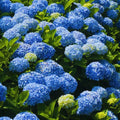 Blue to Pink Hydrangea Bush Plant Tree Live Shrub in Pot, Starter Plant 4 to 9 Inches, Hydrangea Tree, Dormant, Change Color Blooms