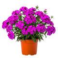 Pack 2 Purple Pink Dianthus Live Plant, Pink Carnation Flower in Pot, Perennial Plant for Garden and Container Growing, 5-8" in Tall