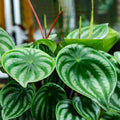 Peperomia Live Plant in 4 Inch Pot, Watermelon Peperomia Plant, Rare Peperomia Live Plants, Unique Variegated Foliage, 4-6 Inch Tall