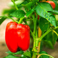 2 Sweet Bell Pepper Plants Live 100 Days Old Seedlings for Growing Outdoors, Red or Green Color