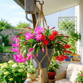 Spring Easter Cactus Plants Live, Holiday Easter Cactus Plant, 2 Inches Pot, 4-6 Inc Tall, Vibrant Flowers, Easy Care Succulent for Indoor Outdoor Growing