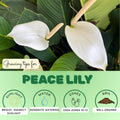 Live Peace Lily Plant, Live Indoor Flowering Houseplant, White Flower, 5-9 Inches in Height, 4 Inch Pot for Planting