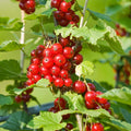 Red Currant Bush Plant, Currant Fruit Starter Plant 1 Year, Live Currant Fruit Plant, Red Currant Plant, Live Currant Plants Bush for Outdoor Garden