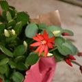 Easter Cactus Plant in 4'' Pot, Spring Blooming Succulent, Holiday Cactus, Indoor Flowering Houseplant (Red Blooms)