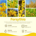 Dormant Forsythia Shrub Plant Live, Vibrant Yellow Flowers Forsythia Bush in Quart Pot, Outdoor Growing