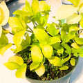 Gold Tradescantia Live Plant 2.5 Inches Pot, House Plant, Trailing Plant Live