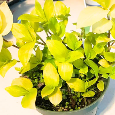 Gold Tradescantia Live Plant 2.5 Inches Pot, House Plant, Trailing Plant Live