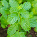 Spearmint Herb Plant Live, Perennial Mint Plant, Fragrant Mints, 3.5 Inch Pot for Indoor or Outdoor Growing