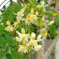 2 Moringa Plants Live for Planting, 6-10 Inch Tall Oleifera Moringa Live Tree Plant in Pot, Well Rooted