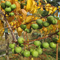 Kiwi Plant Live, Sweet Kiwi Berries Well-Rooted Starter Plant, Hardy Kiwi Tree Live Plant, 5-9" Tall