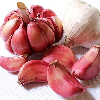 1 Pound Garlic for Planting in Fall Hardneck, 8-10 Red Garlic Bulbs for Planting, Fresh and High Yield Bulb Variety Pack, Hardy and Fast Growing