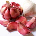 1 Pound Garlic for Planting in Fall Hardneck, 8-10 Chesnok Red Garlic Bulbs for Planting, Fresh and High Yield Bulb Variety Pack, Hardy and Fast Growing