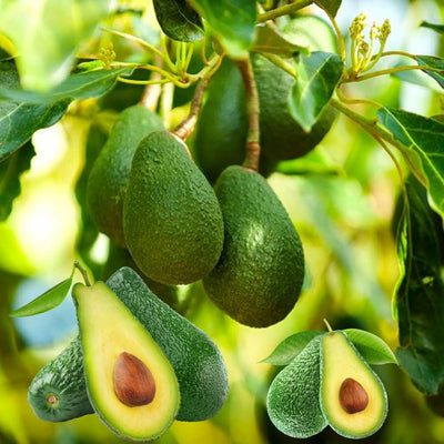 HASS Avocado Tree Live Plant, Avocado Seedling in 4-Inch Pot, 6-10” Tall Well-Rooted Avocado Plant for Indoor or Outdoor Growing