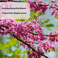 Purple Redbud Plant Live, Eastern Redbud Trees in Quart Pot, Cold Hardy Ornamental Flowering Tree, Winter Dormant