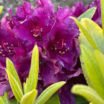 Big 1 Gallon Purple Rhododendron Plants Live, 1-3 Years Old Azalea Plants Live Shrubs Bushes for Planting, Very Well Rooted