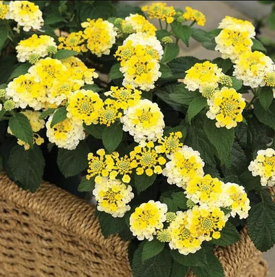 Lantana Live Plant for Planting Outdoors, Set 2 Live Lantana Plants, 4 to 7 Inch Tall, Lantana Perennial Plants, Ready to Plant, Yellow