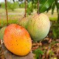 Grafted Mango Tree Live Plant, 14-18 Inch Tall, Mango Plant Live for Outdoor Planting, in Pot, Well-Rooted Tropical Fruit Tree