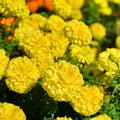 2 Live Plants, Marigold Plants Live, Yellow Marigold Flower Plants Yellow Flowering Plant, 4 to 7 Inc Long Gardening